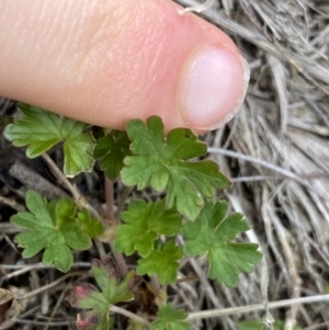 Geranium potentilloides var. abditum at Cotter River, ACT - 7 Dec 2022 01:31 PM