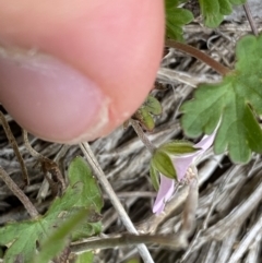 Geranium potentilloides var. abditum at Cotter River, ACT - 7 Dec 2022 01:31 PM