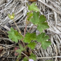 Geranium potentilloides var. abditum at Cotter River, ACT - 7 Dec 2022 01:31 PM