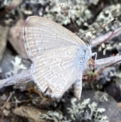 Zizina otis (Common Grass-Blue) at Cotter River, ACT - 7 Dec 2022 by NedJohnston