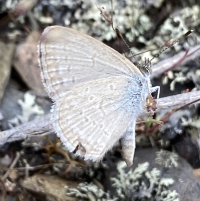 Zizina otis (Common Grass-Blue) at Cotter River, ACT - 7 Dec 2022 by NedJohnston