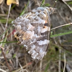 Vanessa kershawi (Australian Painted Lady) at Cotter River, ACT - 7 Dec 2022 by Ned_Johnston