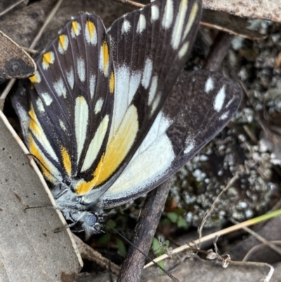 Belenois java (Caper White) at Bimberi Nature Reserve - 7 Dec 2022 by Ned_Johnston