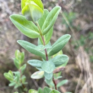 Pimelea ligustrina subsp. ciliata at Cotter River, ACT - 7 Dec 2022