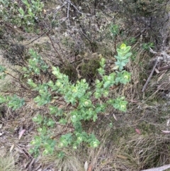 Pimelea ligustrina subsp. ciliata at Cotter River, ACT - 7 Dec 2022