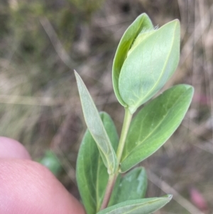 Pimelea ligustrina subsp. ciliata at Cotter River, ACT - 7 Dec 2022