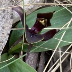 Chiloglottis valida (Large Bird Orchid) at Brindabella, NSW - 7 Dec 2022 by Ned_Johnston