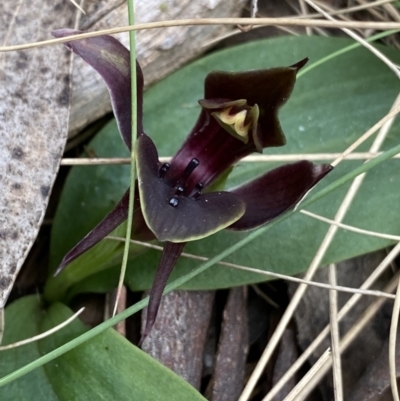 Chiloglottis valida (Large Bird Orchid) at Brindabella, NSW - 7 Dec 2022 by NedJohnston