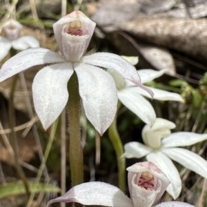 Caladenia alpina at Cotter River, ACT - 9 Dec 2022