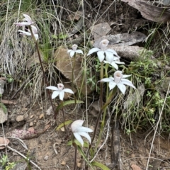 Caladenia alpina at Cotter River, ACT - 9 Dec 2022