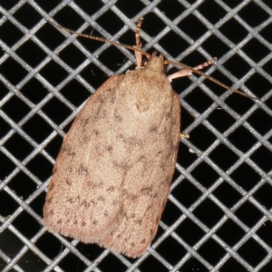 Garrha repandula at O'Connor, ACT - 5 Dec 2022