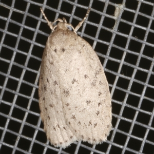 Garrha carnea at O'Connor, ACT - 5 Dec 2022