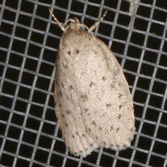 Garrha carnea at O'Connor, ACT - 5 Dec 2022