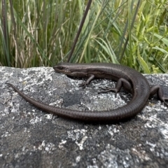 Pseudemoia entrecasteauxii (Woodland Tussock-skink) at Cotter River, ACT - 9 Dec 2022 by Pirom