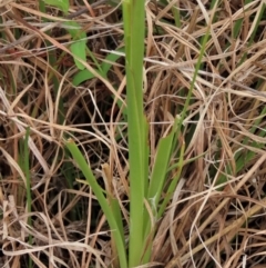 Diuris amabilis at Lake George, NSW - suppressed