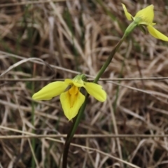 Diuris chryseopsis (Golden Moth) at Lake George, NSW - 16 Oct 2022 by AndyRoo