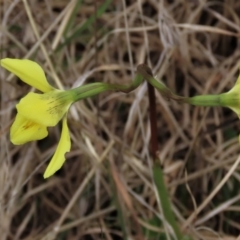 Diuris chryseopsis at Lake George, NSW - 16 Oct 2022