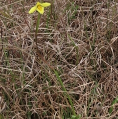 Diuris chryseopsis at Lake George, NSW - 16 Oct 2022