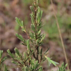 Kunzea ericoides at Lake George, NSW - 16 Oct 2022