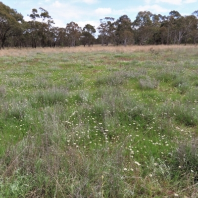Calotis anthemoides (Chamomile Burr-daisy) at Sweeney's TSR - 16 Oct 2022 by AndyRoo
