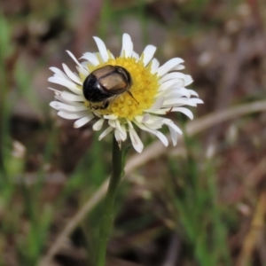 Calotis anthemoides at Lake George, NSW - 16 Oct 2022