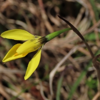 Diuris amabilis (Large Golden Moth) at Sweeney's Travelling Stock Reserve - 16 Oct 2022 by AndyRoo