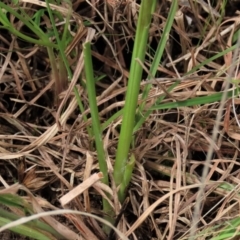 Diuris amabilis at Lake George, NSW - 16 Oct 2022