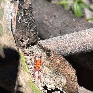 Erythraeidae (family) at Tennent, ACT - 9 Dec 2022 11:15 AM