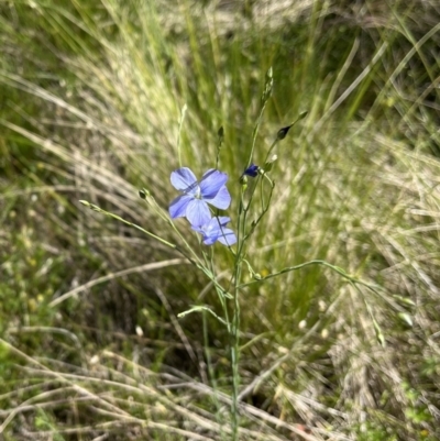 Linum marginale (Native Flax) at Mount Clear, ACT - 7 Dec 2022 by chromo