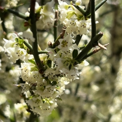 Discaria pubescens (Australian Anchor Plant) at Tennent, ACT - 8 Dec 2022 by chromo