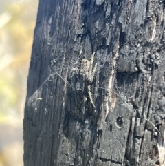 Hortophora transmarina (Garden Orb Weaver) at Tennent, ACT - 9 Dec 2022 by chromo