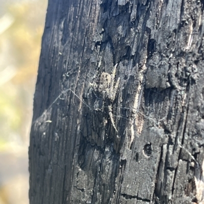 Hortophora transmarina (Garden Orb Weaver) at Tennent, ACT - 9 Dec 2022 by chromo