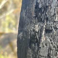 Hortophora transmarina at Tennent, ACT - 9 Dec 2022