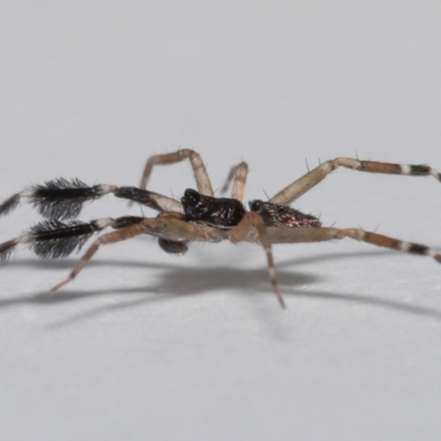 Cycloctenidae (family) (Scuttling Spiders) by TimL