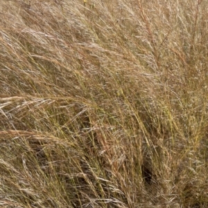 Austrostipa scabra at Jerrabomberra, NSW - 10 Dec 2022