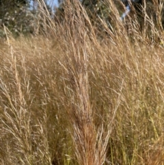 Austrostipa scabra at Jerrabomberra, NSW - 10 Dec 2022