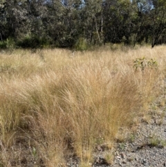 Austrostipa scabra at Jerrabomberra, NSW - 10 Dec 2022