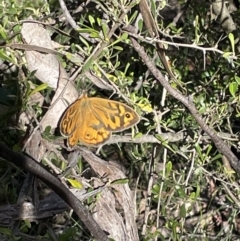 Heteronympha merope (Common Brown Butterfly) at Jerrabomberra, NSW - 10 Dec 2022 by Mavis