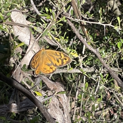 Heteronympha merope (Common Brown Butterfly) at Jerrabomberra, NSW - 10 Dec 2022 by Mavis