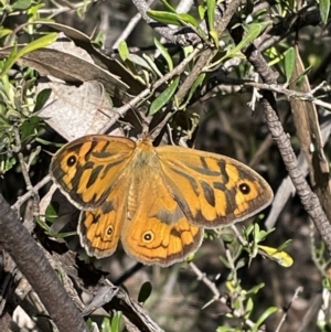 Heteronympha merope at Jerrabomberra, NSW - 10 Dec 2022 08:38 AM