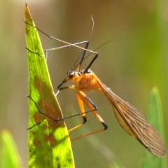 Harpobittacus australis (Hangingfly) at Welby, NSW - 5 Dec 2022 by Curiosity