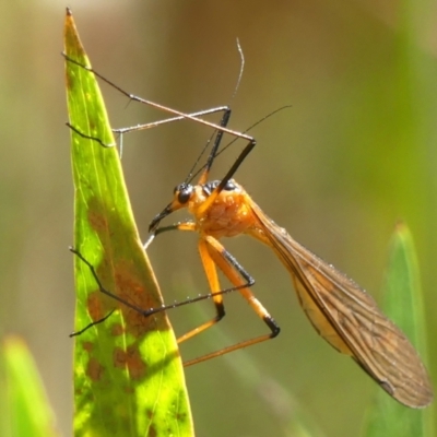 Harpobittacus australis (Hangingfly) at Welby, NSW - 6 Dec 2022 by Curiosity