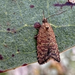 Isochorista panaeolana (A Tortricid moth) at Bimberi Nature Reserve - 9 Dec 2022 by Pirom
