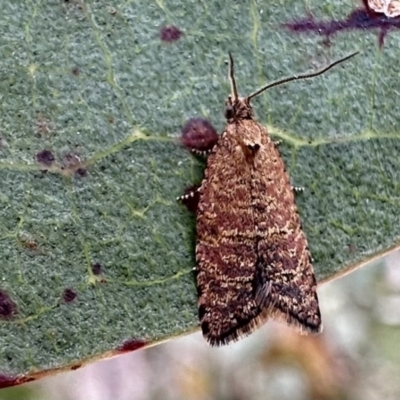 Isochorista panaeolana (A Tortricid moth) at Bimberi Nature Reserve - 9 Dec 2022 by Pirom