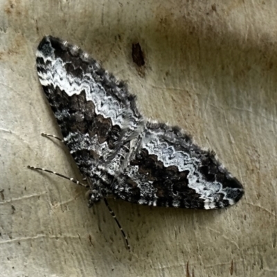 Chrysolarentia argocyma (White-waved Carpet) at Bimberi, NSW - 9 Dec 2022 by Pirom