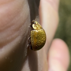 Paropsisterna cloelia (Eucalyptus variegated beetle) at Wandiyali-Environa Conservation Area - 9 Dec 2022 by Wandiyali