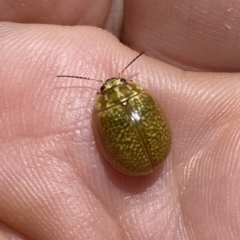 Paropsisterna cloelia at Googong, NSW - suppressed