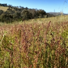 Haloragis heterophylla (Variable Raspwort) at Googong, NSW - 9 Dec 2022 by Wandiyali