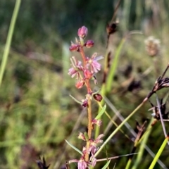 Haloragis heterophylla at Googong, NSW - 10 Dec 2022