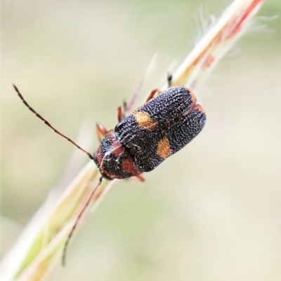 Aporocera (Aporocera) rufoterminalis (Leaf beetle) at Mount Painter - 8 Dec 2022 by CathB